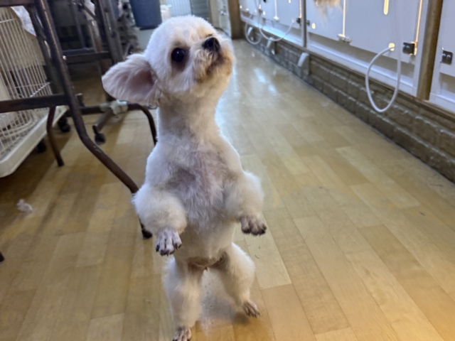 激カワガール❣️愛情表現豊かなおてんば娘💫うっとり顔が可愛いすぎる💗ハーフ犬(チワワ✖️トイプードル)の女のコきました〜❣️ チワプー