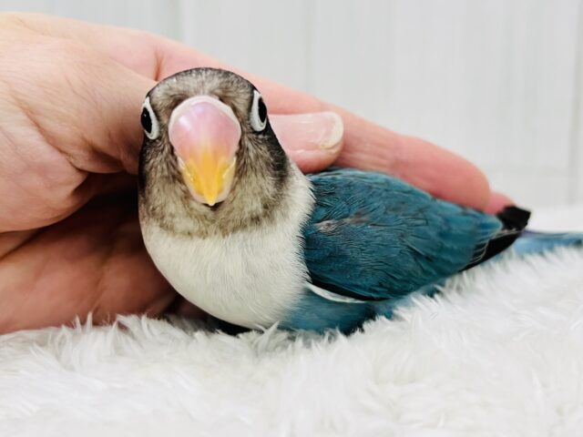 ボタンインコ