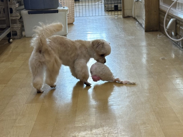 激カワガール❣️愛情表現豊かなおてんば娘💫うっとり顔が可愛いすぎる💗ハーフ犬(チワワ✖️トイプードル)の女のコきました〜❣️ チワプー