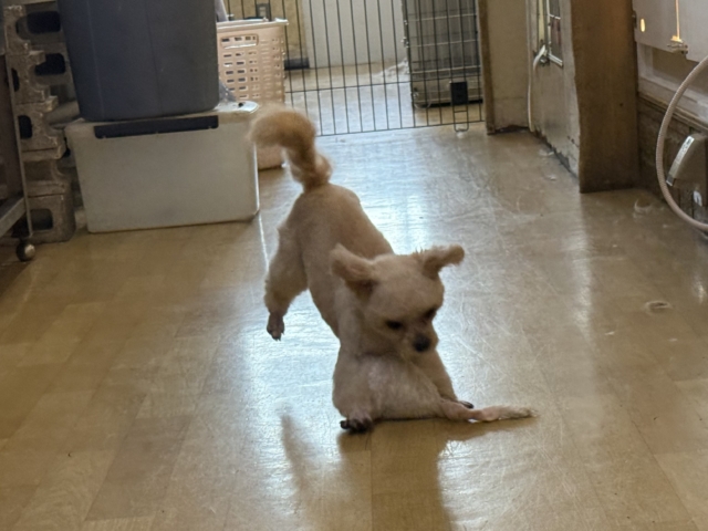 激カワガール❣️愛情表現豊かなおてんば娘💫うっとり顔が可愛いすぎる💗ハーフ犬(チワワ✖️トイプードル)の女のコきました〜❣️ チワプー