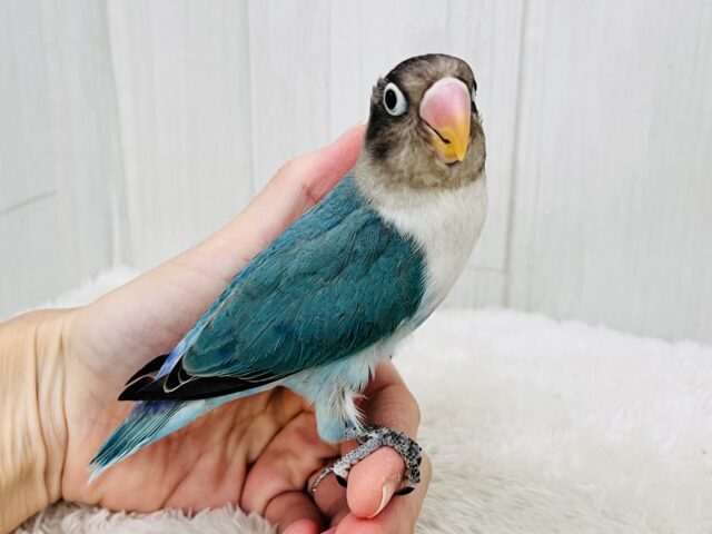 ボタンインコ