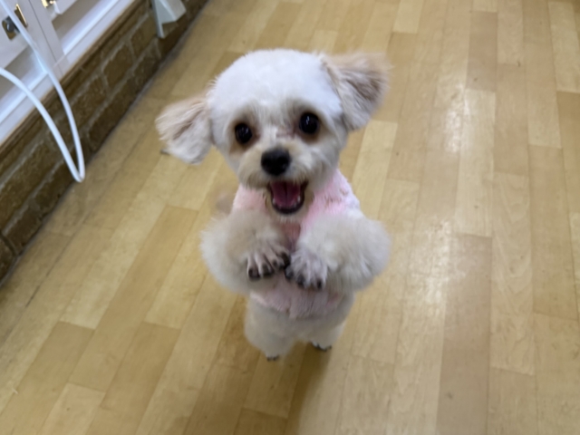 激カワガール❣️愛情表現豊かなおてんば娘💫うっとり顔が可愛いすぎる💗ハーフ犬(チワワ✖️トイプードル)の女のコきました〜❣️ チワプー