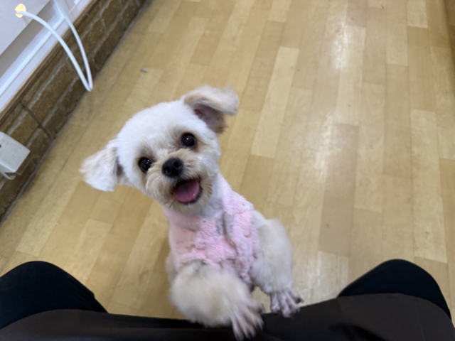 激カワガール❣️愛情表現豊かなおてんば娘💫うっとり顔が可愛いすぎる💗ハーフ犬(チワワ✖️トイプードル)の女のコきました〜❣️ チワプー