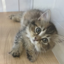 甘えたくてどうしようもないっ♥ミヌエットちゃん！