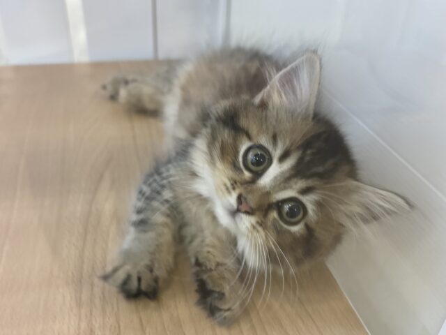 甘えたくてどうしようもないっ♥ミヌエットちゃん！