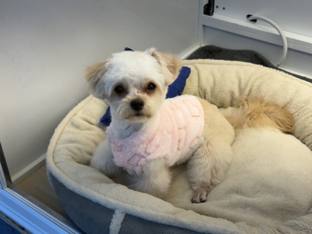 激カワガール❣️愛情表現豊かなおてんば娘💫うっとり顔が可愛いすぎる💗ハーフ犬(チワワ✖️トイプードル)の女のコきました〜❣️ チワプー