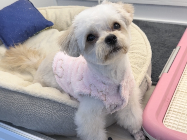 激カワガール❣️愛情表現豊かなおてんば娘💫うっとり顔が可愛いすぎる💗ハーフ犬(チワワ✖️トイプードル)の女のコきました〜❣️