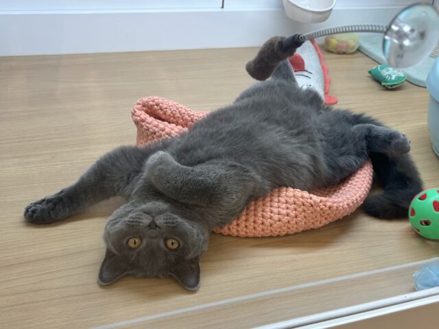 ブリティッシュショートヘア