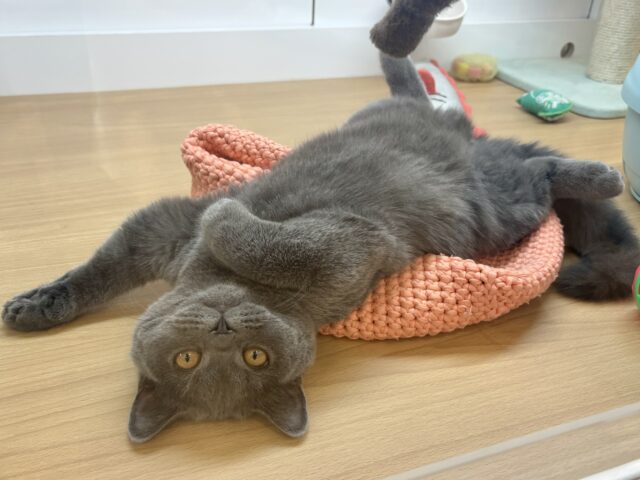 ブリティッシュショートヘア