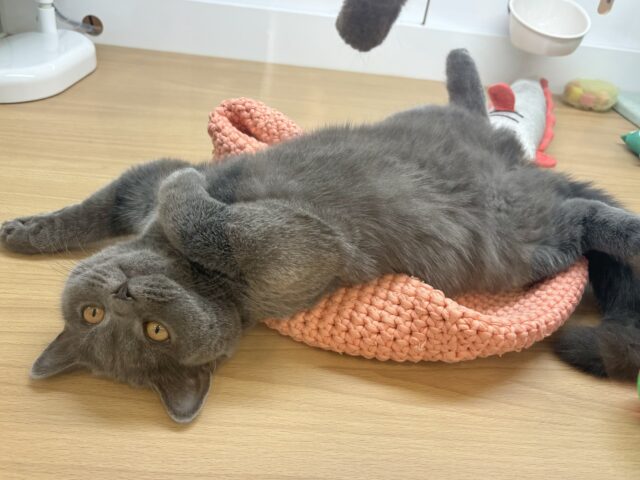 ブリティッシュショートヘア