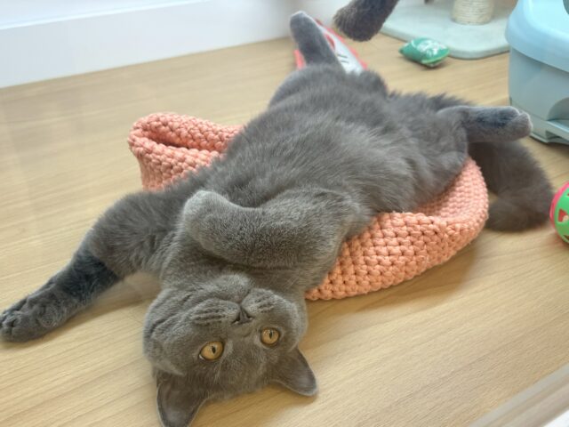 ブリティッシュショートヘア