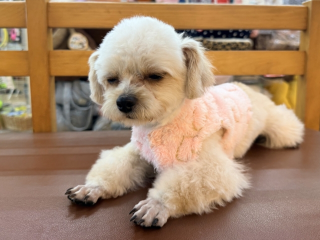 激カワガール❣️愛情表現豊かなおてんば娘💫うっとり顔が可愛いすぎる💗ハーフ犬(チワワ✖️トイプードル)の女のコきました〜❣️ チワプー