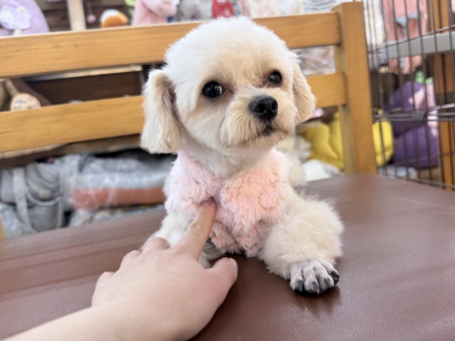 激カワガール❣️愛情表現豊かなおてんば娘💫うっとり顔が可愛いすぎる💗ハーフ犬(チワワ✖️トイプードル)の女のコきました〜❣️ チワプー