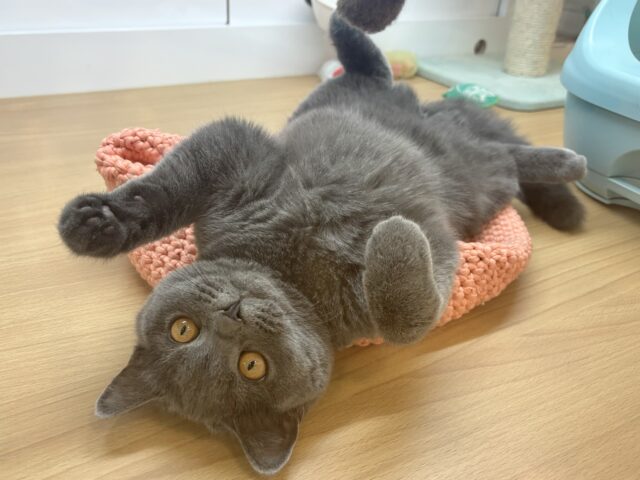 心開いたら甘々止まらん♡ブリティッシュショートヘアちゃん！