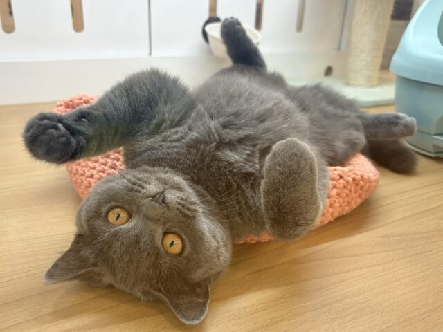 ブリティッシュショートヘア