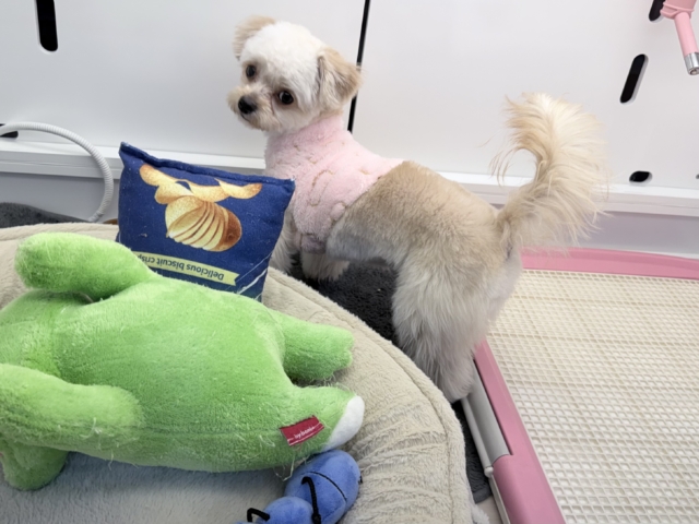 激カワガール❣️愛情表現豊かなおてんば娘💫うっとり顔が可愛いすぎる💗ハーフ犬(チワワ✖️トイプードル)の女のコきました〜❣️ チワプー