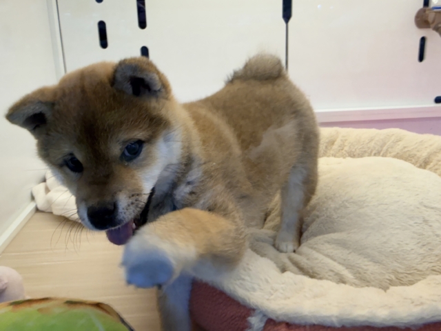 あたちはね〜むちころ美ボディ💗はしゃいじゃうよ〜🌟柴犬の女のコきました✨ 柴犬