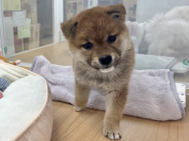 柴犬