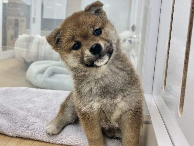 人を見るとスマ〜〜〜イル🌟柴犬ちゃん！