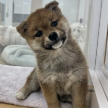 人を見るとスマ〜〜〜イル🌟柴犬ちゃん！