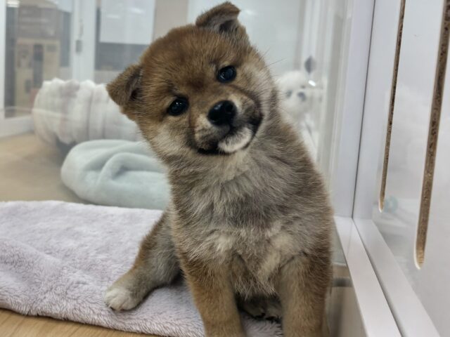 人を見るとスマ〜〜〜イル🌟柴犬ちゃん！