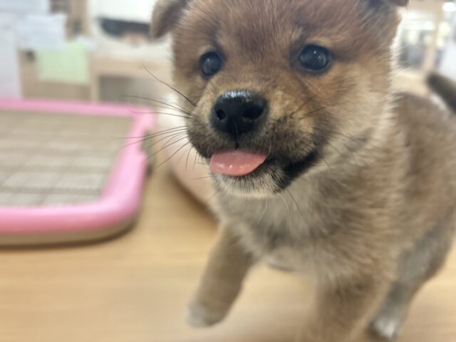 柴犬