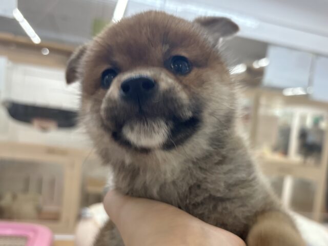 柴犬