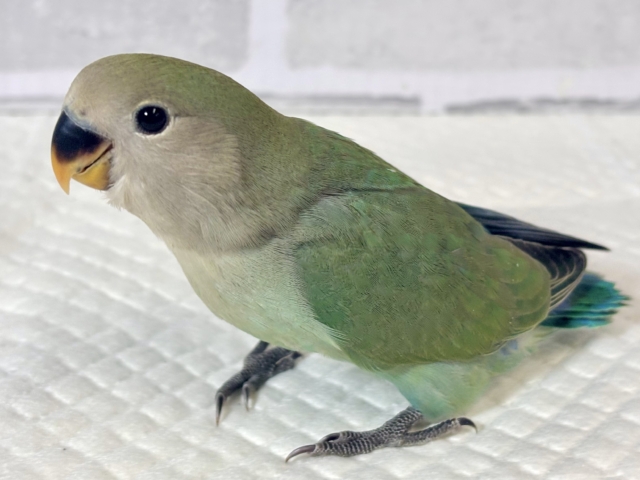 コザクラインコ（小桜インコ）