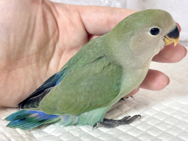 コザクラインコ（小桜インコ）