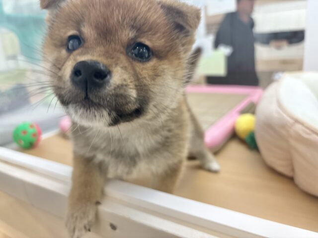 柴犬