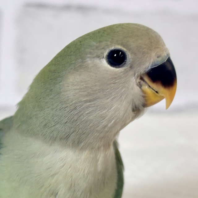 コザクラインコ シーグリーン系 💚🍏🩵🪽