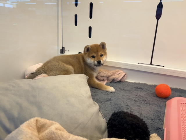 あたちはね〜むちころ美ボディ💗はしゃいじゃうよ〜🌟柴犬の女のコきました✨ 柴犬