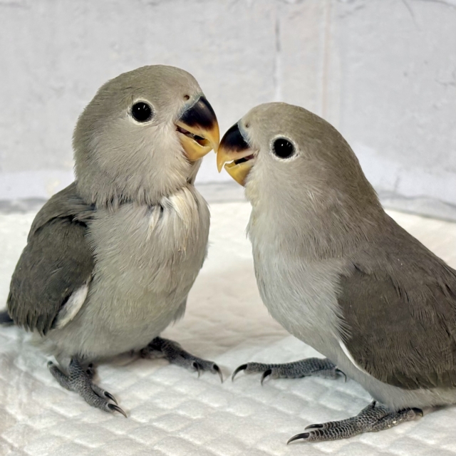コザクラインコ モーブ 2羽 💐💜💐*°
