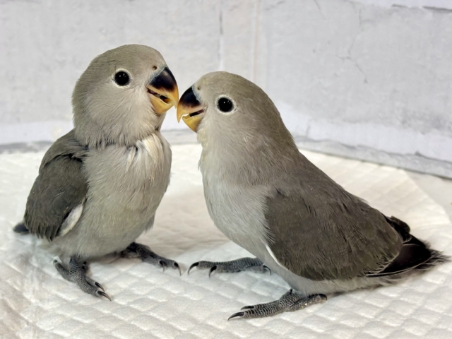 コザクラインコ（小桜インコ）