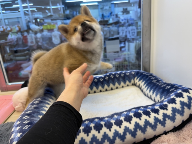 あたちはね〜むちころ美ボディ💗はしゃいじゃうよ〜🌟柴犬の女のコきました✨ 柴犬