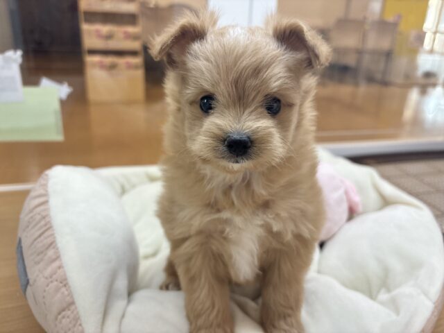 マッチョマ〜〜ン♡チワプーくん！