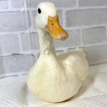 コールダック  女の子  🪽🫧🎀꙳.*