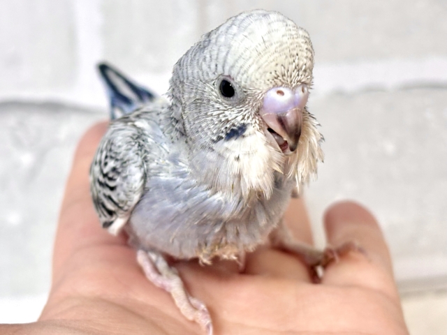 新年お初✨️セキセイインコちゃん来てくれました〜*⸜ 𝟸𝟶𝟸𝟼🎍⸝* セキセイインコ