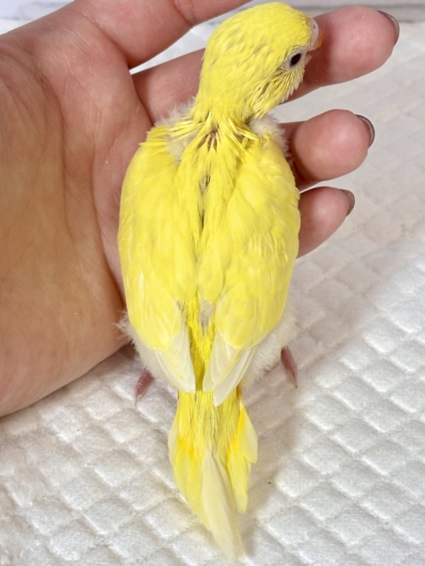 セキセイインコ