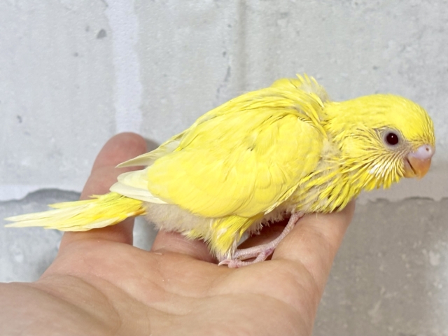 新年お初✨️セキセイインコちゃん来てくれました〜*⸜ 𝟸𝟶𝟸𝟼🎍⸝* セキセイインコ