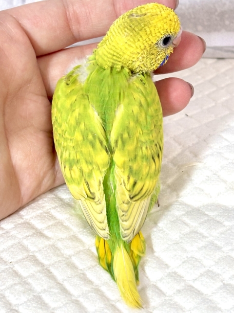 セキセイインコ