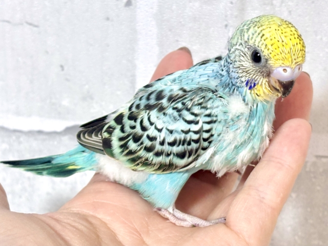 新年お初✨️セキセイインコちゃん来てくれました〜*⸜ 𝟸𝟶𝟸𝟼🎍⸝* セキセイインコ