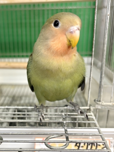 コザクラインコ ダークグリーン 🌳🍏🍎 コザクラインコ(小桜インコ)