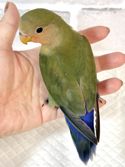 コザクラインコ（小桜インコ）