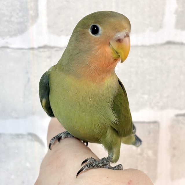 コザクラインコ ダークグリーン 🌳🍏🍎