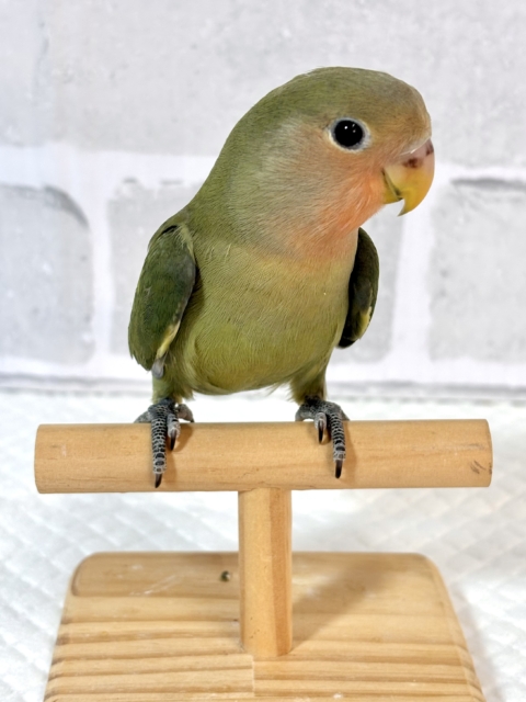 コザクラインコ（小桜インコ）
