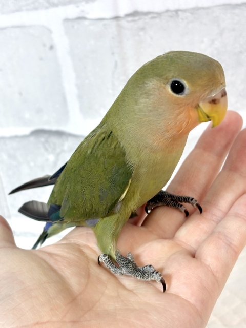 コザクラインコ（小桜インコ）