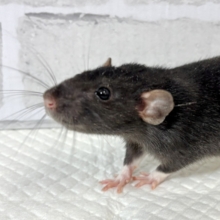 ファンシーラット  男の子  黒×白   🐀‎🤍.*·.⟡