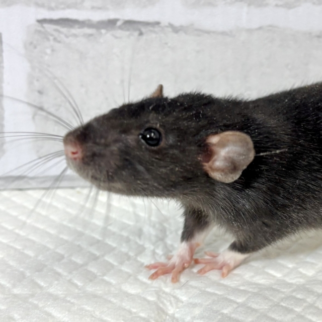 ファンシーラット 男の子 黒×白 🐀‎🤍.*·.⟡