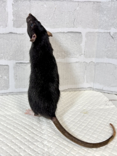 ファンシーラット